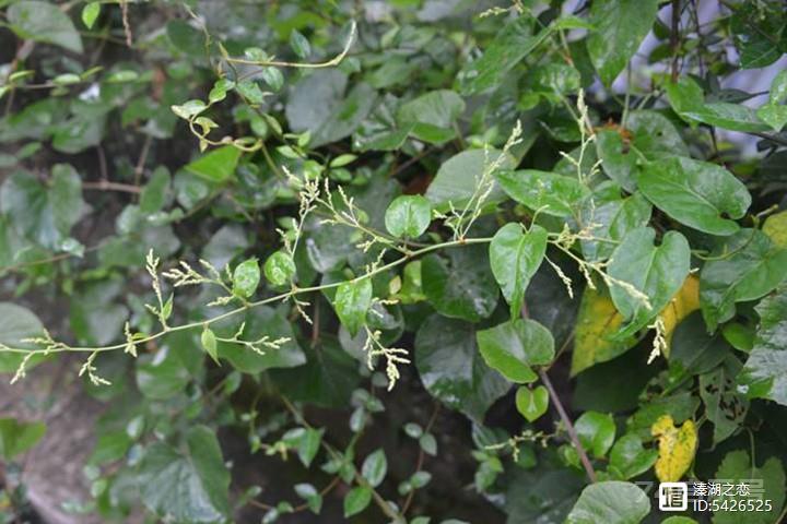 野生植物大观园（17）--何首乌