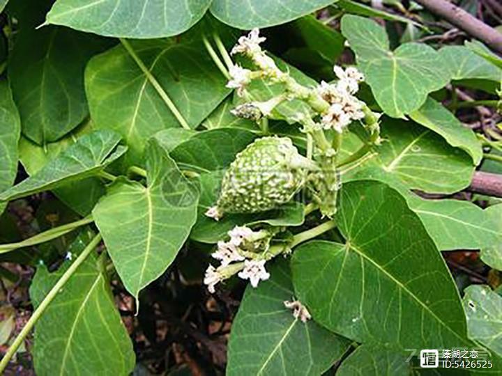 野生植物大观园（17）--何首乌