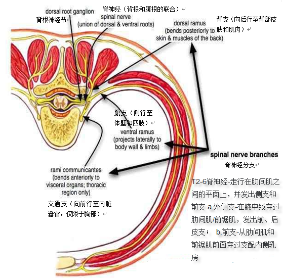 实用超声引导胸壁神经阻滞