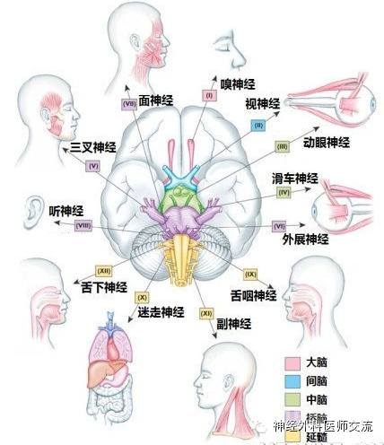 【医学笔记】12对颅神经查体