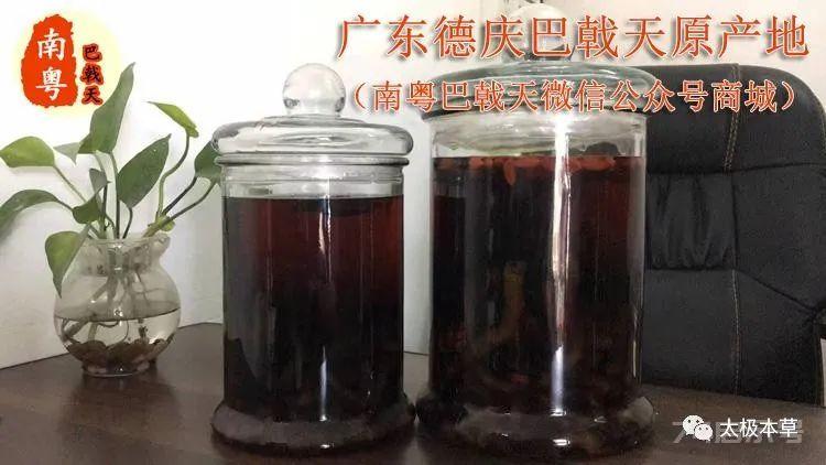 一棵巴戟天，可用于肾阳久虚，阳痿早泄，腰膝酸软等6种病症