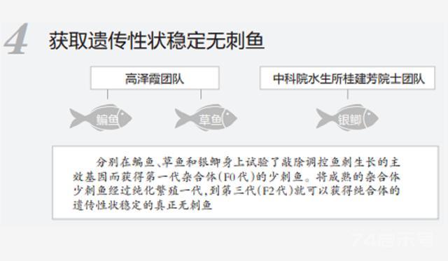 重大突破！科学家培育出无刺武昌鱼，或将改变淡水鱼养殖产业？