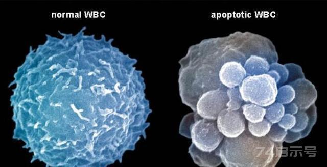 人类为何不能永生？科学家：人类都是“打工仔”