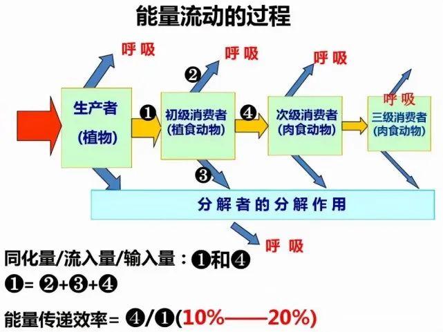 为什么人类进化成杂食动物？250万年前天灾降临，彻底改变了人类