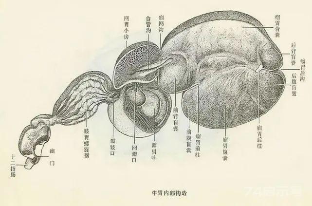 为什么人类进化成杂食动物？250万年前天灾降临，彻底改变了人类