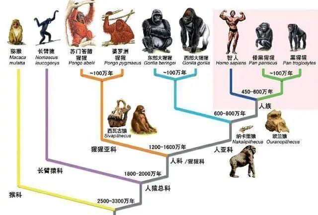 为什么人类进化成杂食动物？250万年前天灾降临，彻底改变了人类