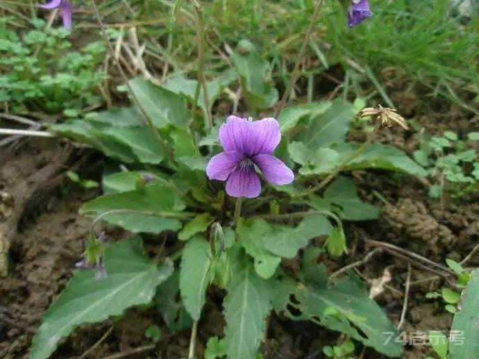 王药师带你认草药——紫花地丁