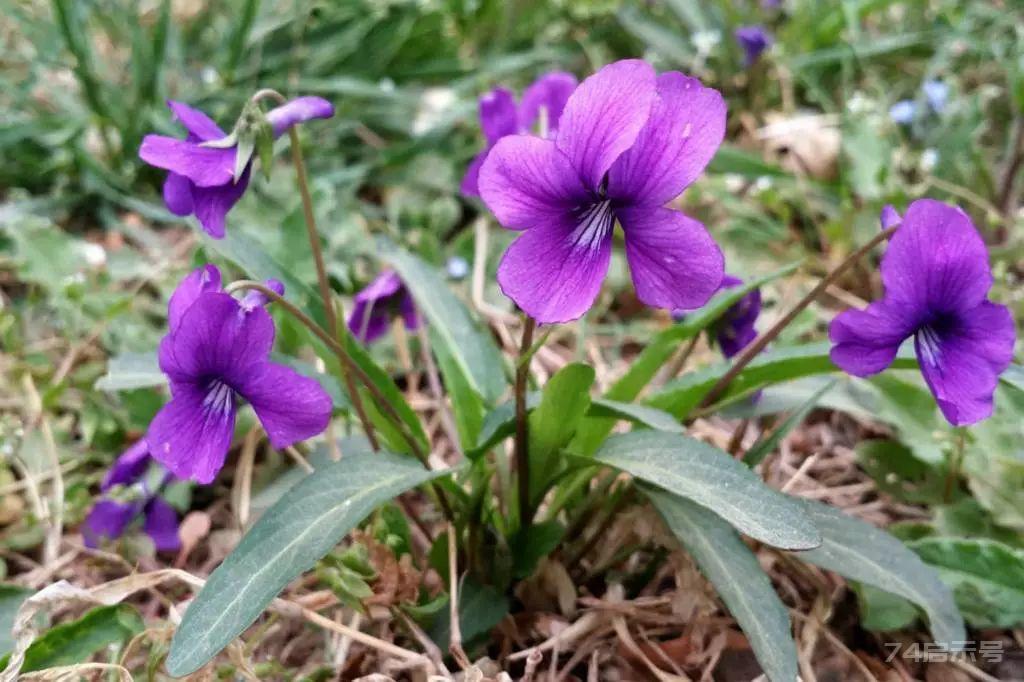 王药师带你认草药——紫花地丁