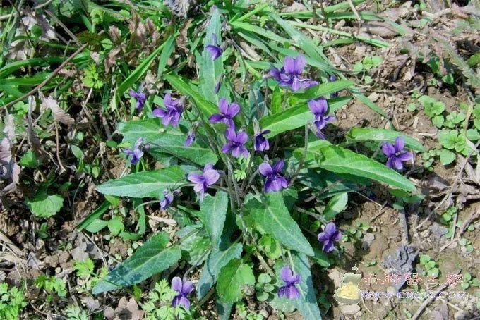 王药师带你认草药——紫花地丁