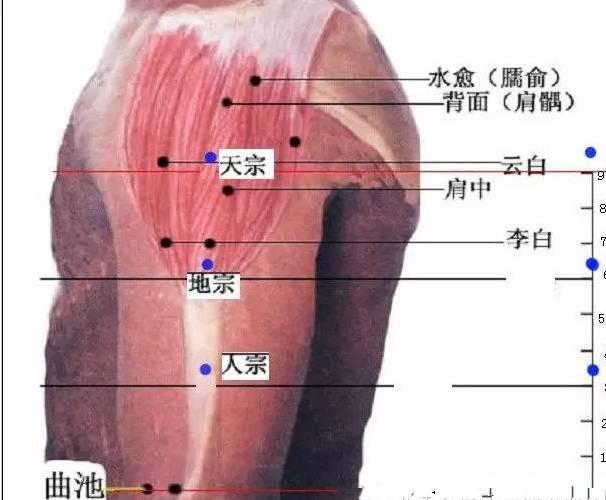 董氏奇穴之董氏针灸七十二绝（图谱）~