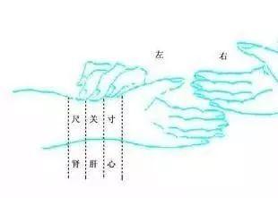 初学把脉｜张仲景把脉的四个部位：寸口、人迎、趺阳、太溪