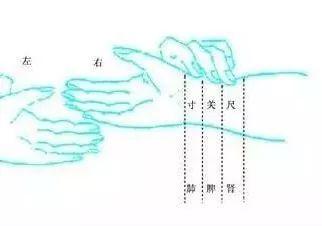 初学把脉｜张仲景把脉的四个部位：寸口、人迎、趺阳、太溪