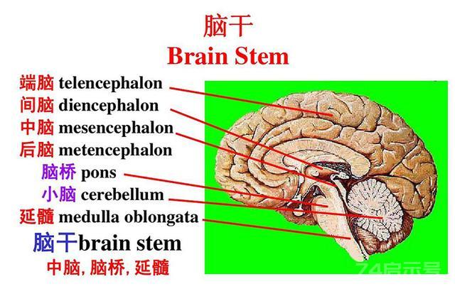 孩子这6个部位千万不能打 惩罚孩子要注意方法