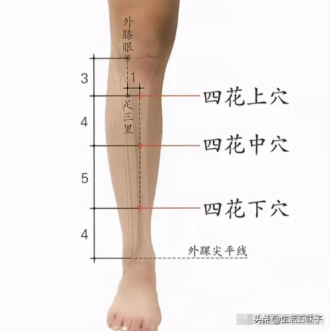 人体的董氏奇穴—四花穴、四肢穴、肾关穴