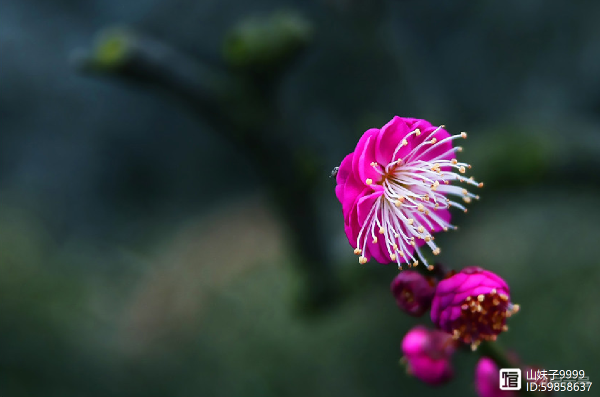 梅花为谁寒彻骨