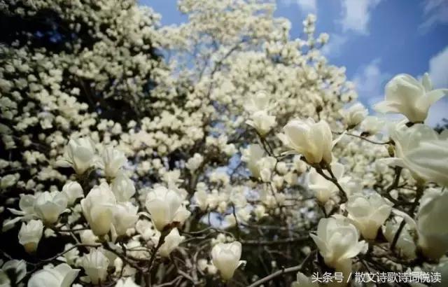 泪眼问花花不语，乱红飞过秋千去 古诗词中的“点睛之笔”（一）