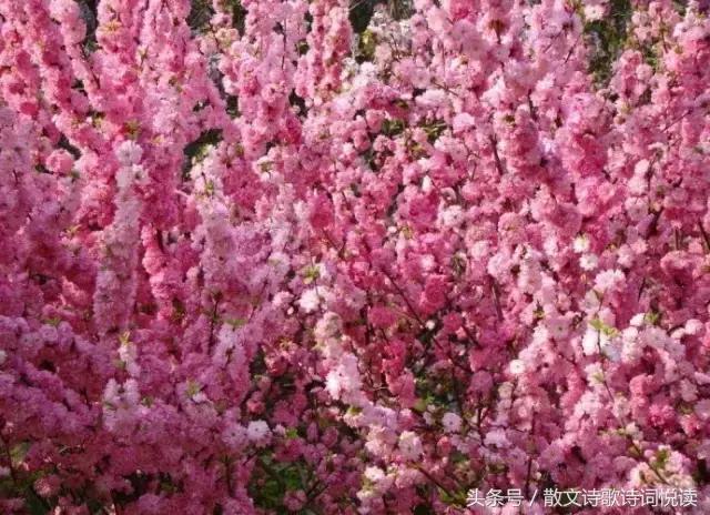 泪眼问花花不语，乱红飞过秋千去 古诗词中的“点睛之笔”（一）