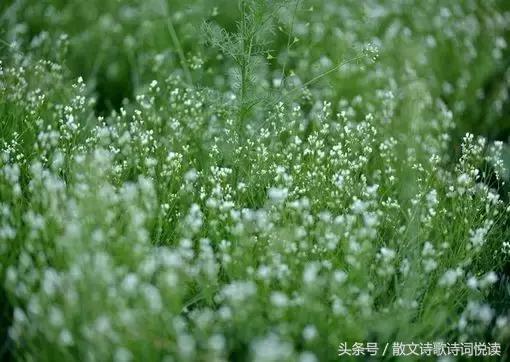 泪眼问花花不语，乱红飞过秋千去 古诗词中的“点睛之笔”（一）