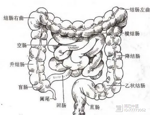 舌诊第三十二讲：从一例急性阑尾炎，看阑尾在舌诊的定位