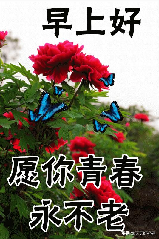 最新免打字创意早上好动画图片 唯美冬天早安问候动态图片鲜花带字