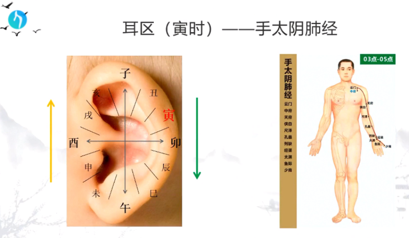 干支耳位.八卦耳疗基础