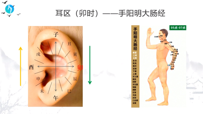 干支耳位.八卦耳疗基础