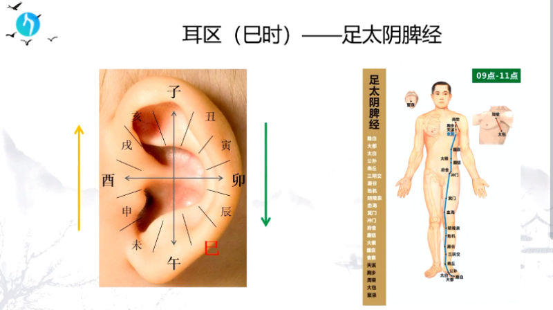 干支耳位.八卦耳疗基础