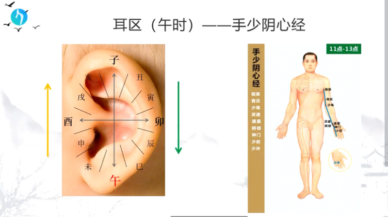 干支耳位.八卦耳疗基础