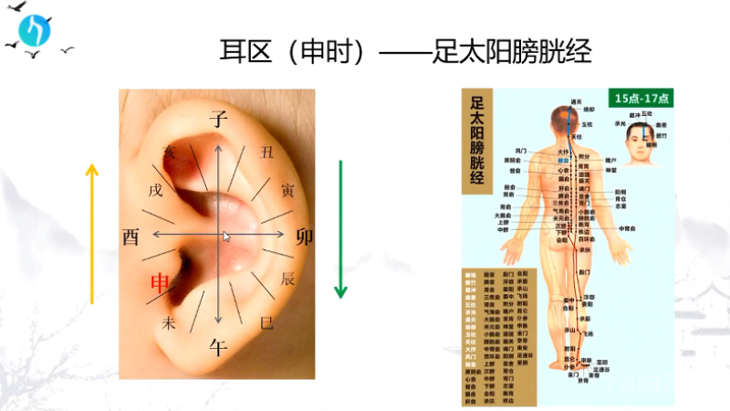 干支耳位.八卦耳疗基础