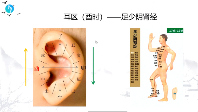 干支耳位.八卦耳疗基础