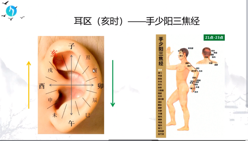 干支耳位.八卦耳疗基础