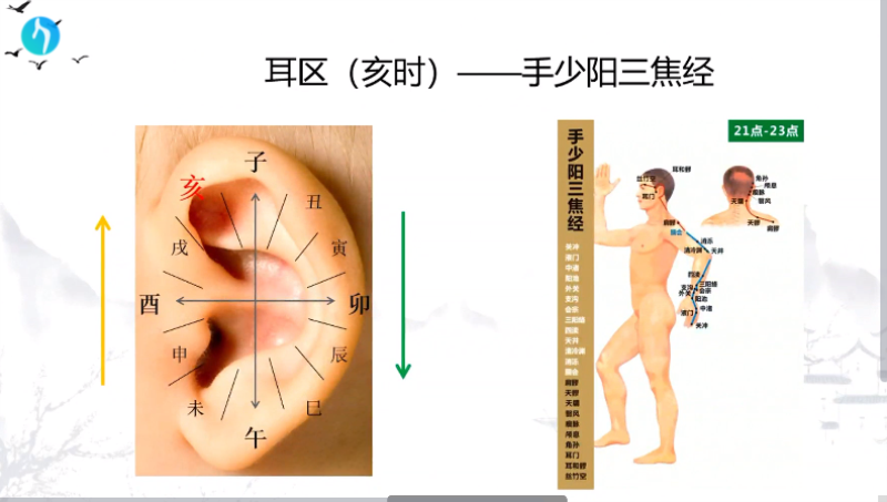 干支耳位.八卦耳疗基础