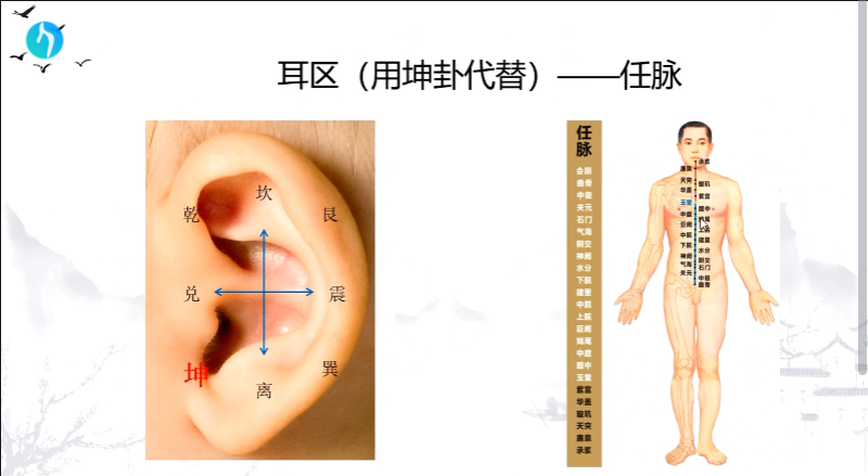 干支耳位.八卦耳疗基础