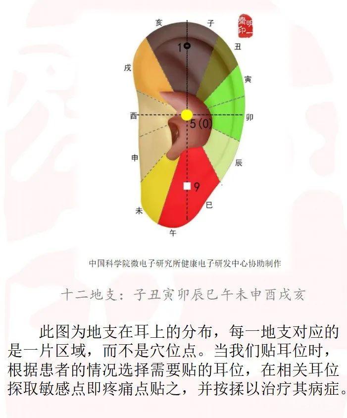 干支耳位.八卦耳疗基础