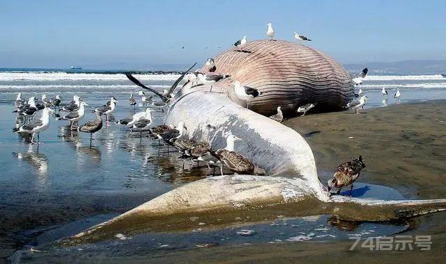 海洋生物普遍有“深海巨人症”，那么比蓝鲸还大的动物会躲在深海吗？