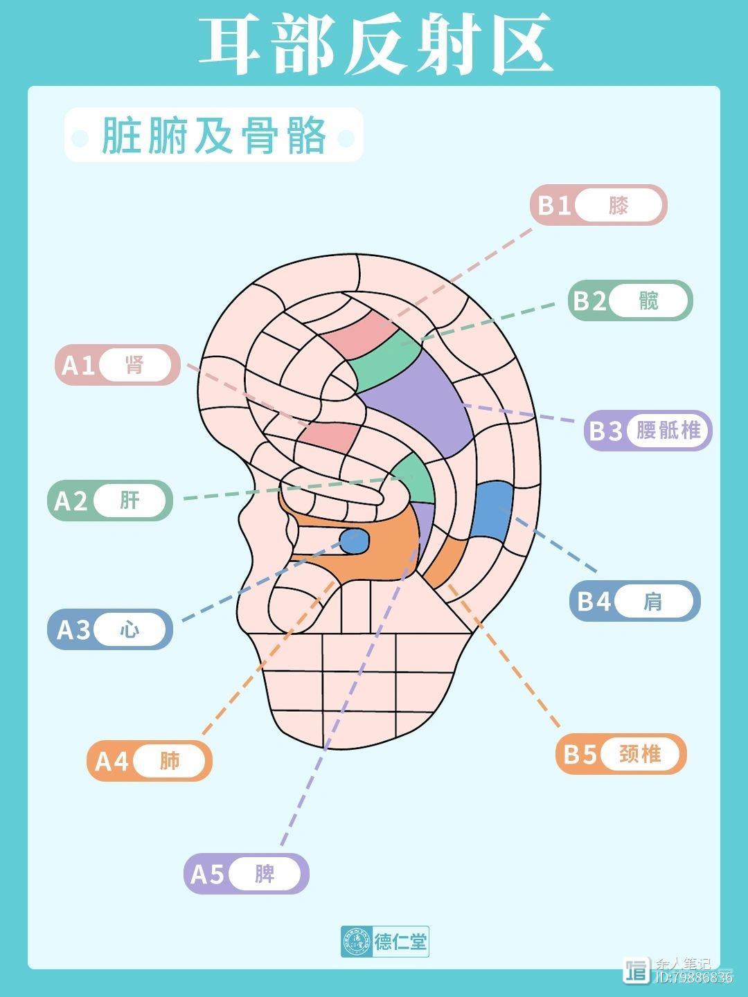 耳朵按摩部位大全，每天按一按，疏通脉络