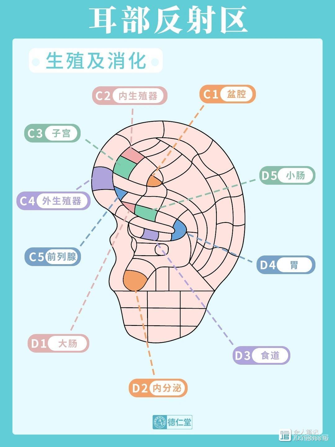 耳朵按摩部位大全，每天按一按，疏通脉络