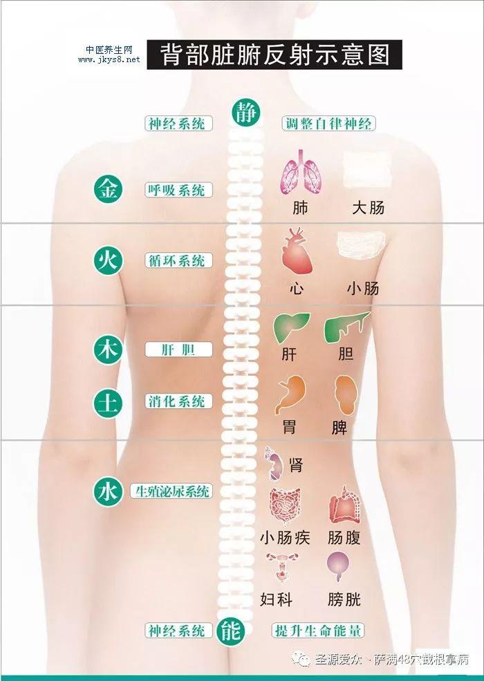 背部反射区图-经络图