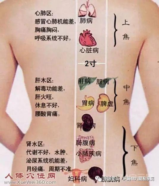 背部反射区图-经络图