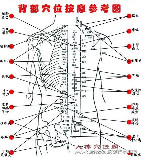 背部反射区图-经络图