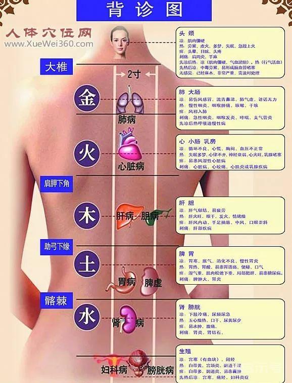 背部反射区图-经络图