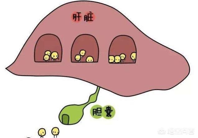 总胆红素和间接胆红素高，是什么原因，有什么危害，平时注意什么？