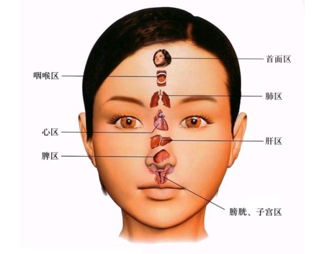 人体五大反射区，有图备查