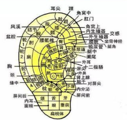 人体五大反射区，有图备查