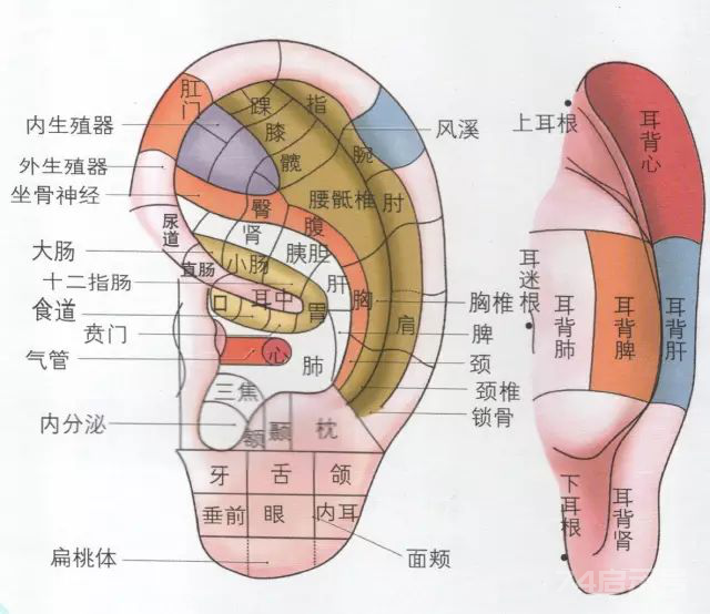 人体五大反射区，有图备查