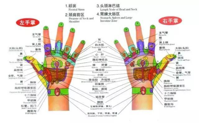 人体五大反射区，有图备查