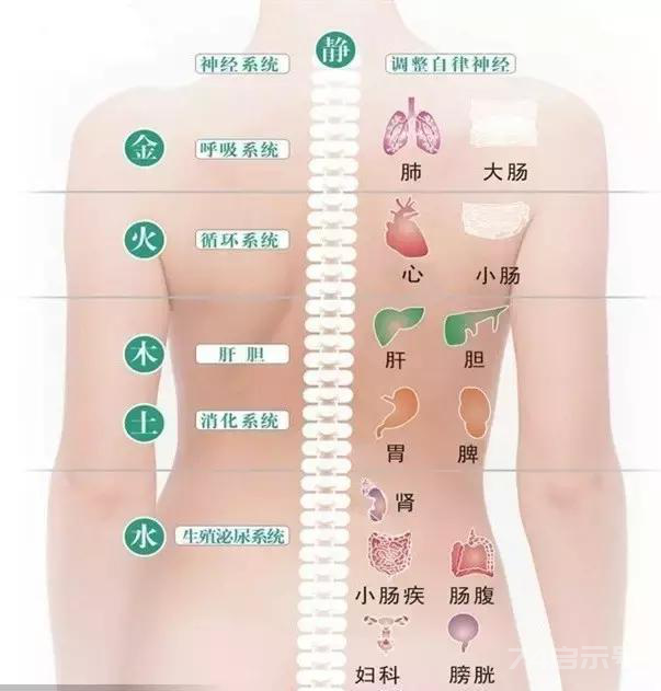 人体五大反射区，有图备查