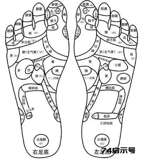 人体五大反射区，有图备查
