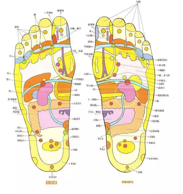 人体五大反射区，有图备查