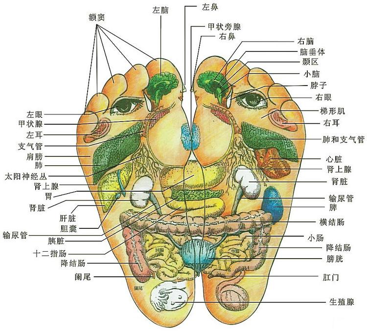 百病始于脚，人老脚先衰。养生先养脚，护足不畏老